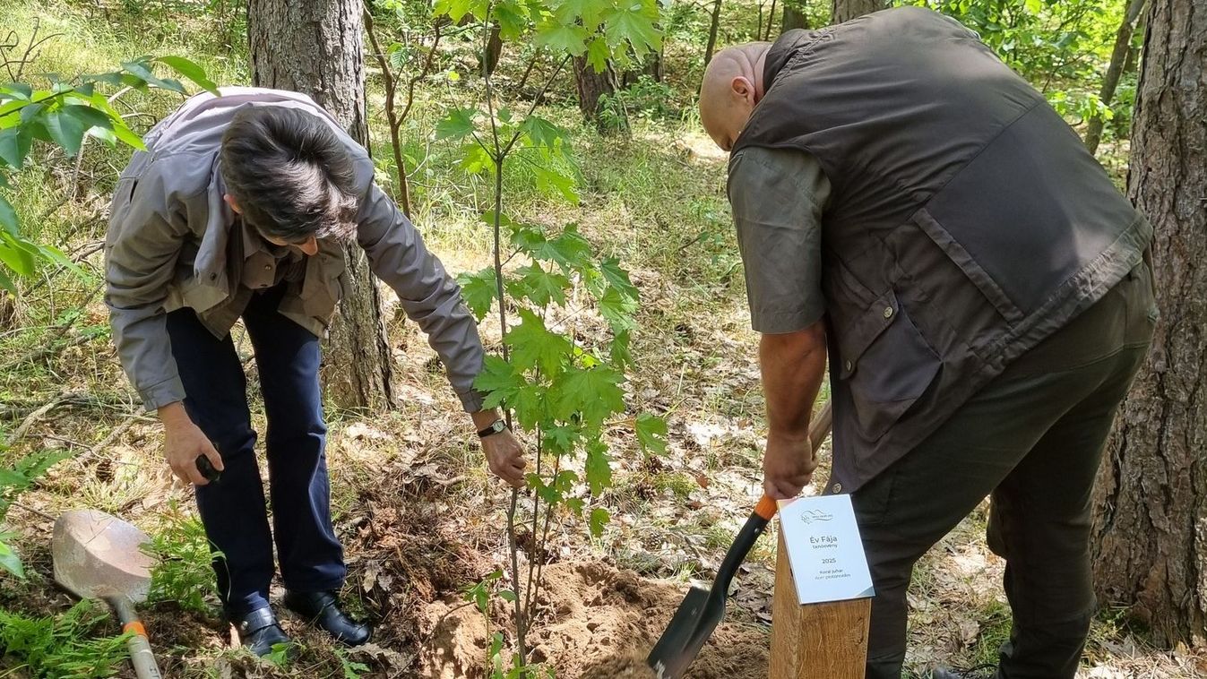 Év Fái a Nyírjesi Füvészkertben - korai juharral gazdagodott a gyűjtemény