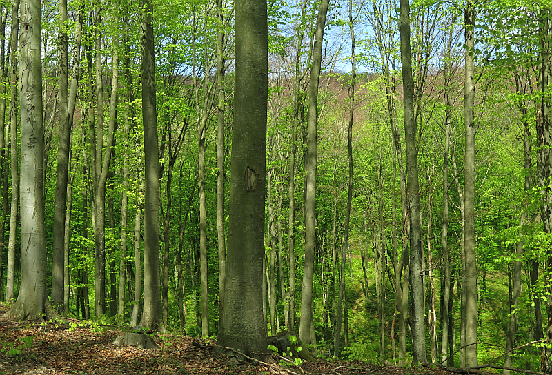 Többlet tüzifa kitermeléssel sem fog változni a fenntartható erdőgazdálkodás a Zalaerdő Zrt.-nél 